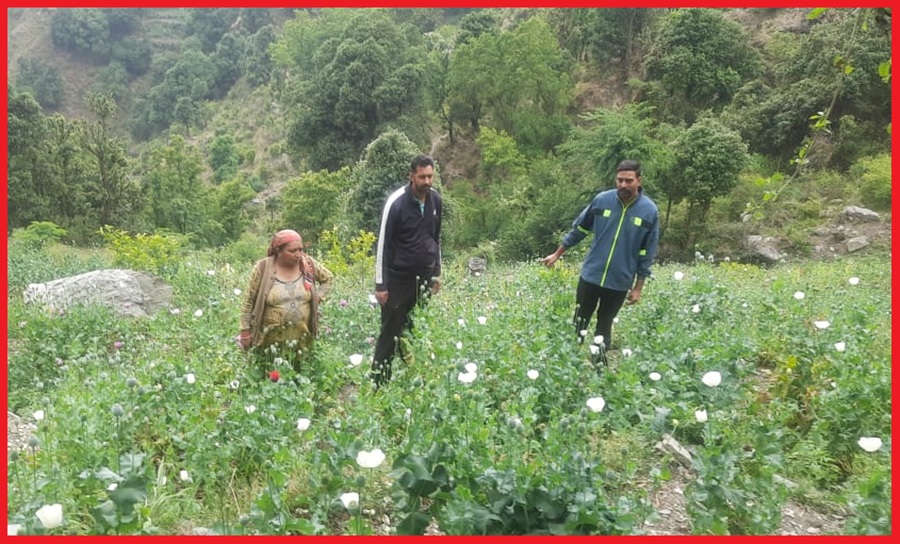 हिमाचल में पुलिस ने यहाँ की अफीम की खेती नश्ट 