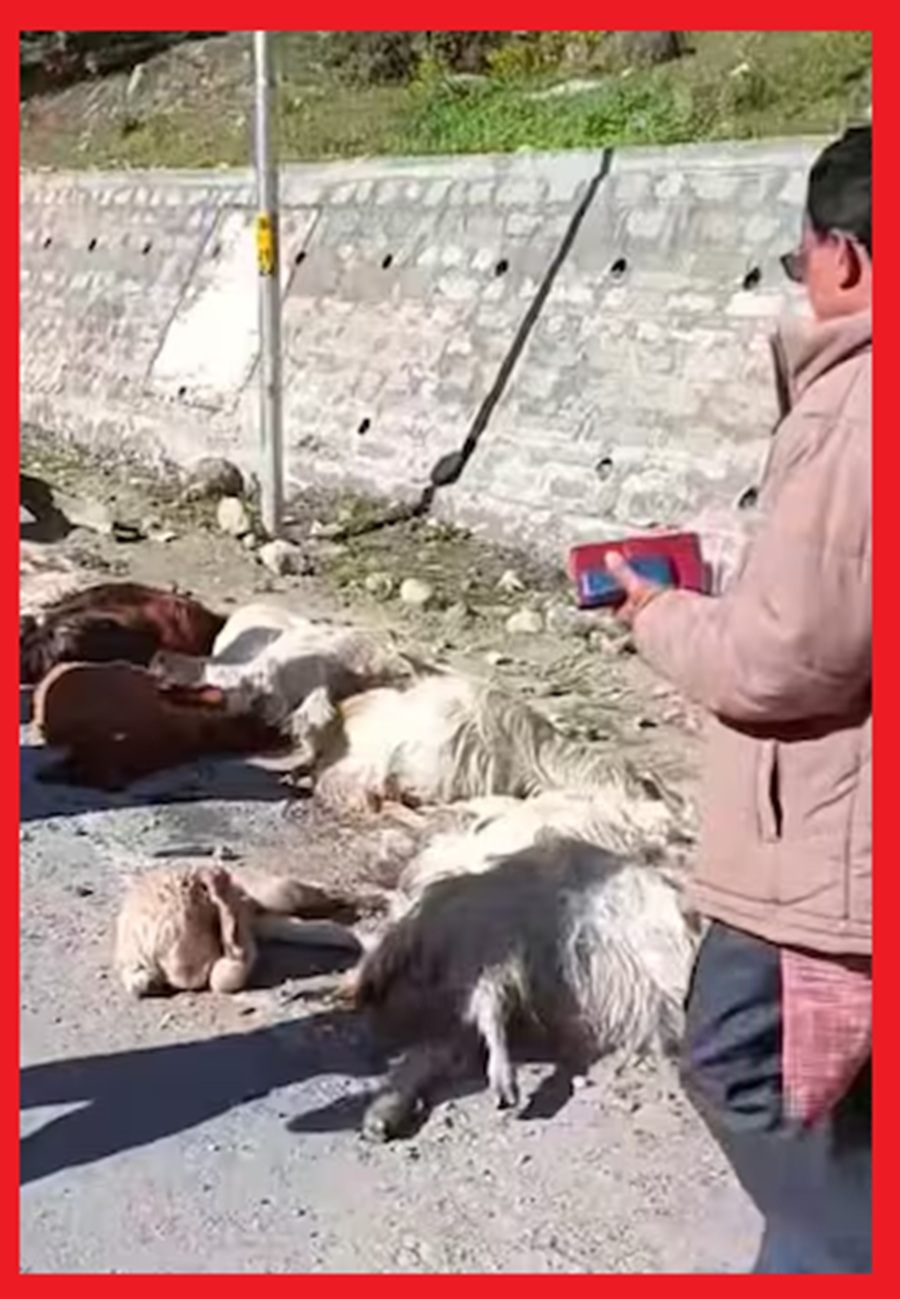 तेज रफ्तार टैक्सी ने गद्दी युवक व भेड़ों को बुरी तरह रौंदा, मौके पर मौत, 12 भेड़-बकरियों की भी जान गई