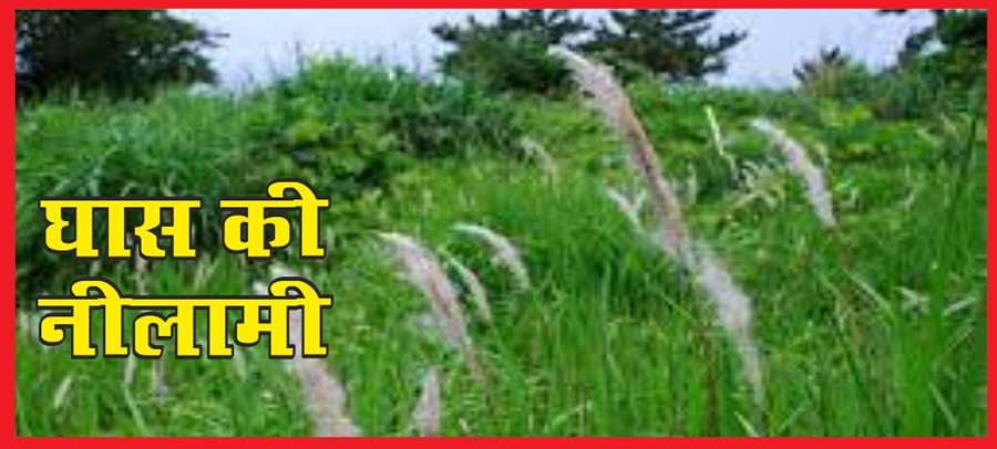 त्रिलोकपुर व नाहन रेंज के कुछ आरक्षित वनों में भाबड घास की नीलामी 25 सितंबर को होगी