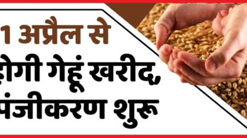 सिरमौर में एक अप्रैल से होगी गेंहू की खरीद,  धान खरीद के लिए APMC मार्केट यार्ड पांवटा साहिब व धान खरीद केन्द्र धोलाकुआं चयनित 