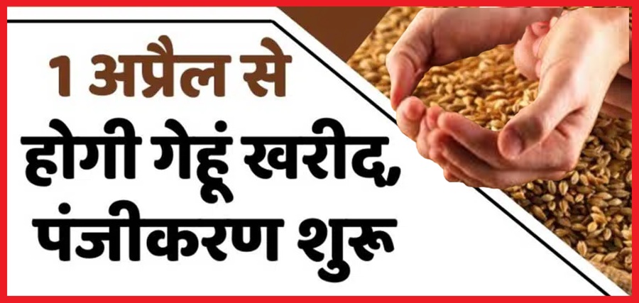 सिरमौर में एक अप्रैल से होगी गेंहू की खरीद,  धान खरीद के लिए APMC मार्केट यार्ड पांवटा साहिब व धान खरीद केन्द्र धोलाकुआं चयनित 