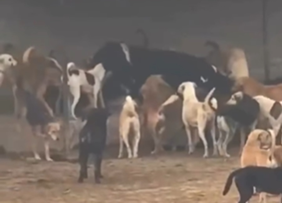 हृदय विदारक घटना: हिमाचल के माजरा में 300 आवारा कुत्तों केभोजन के लिए परोस दी जिन्दा गए, भड़क गए लोग