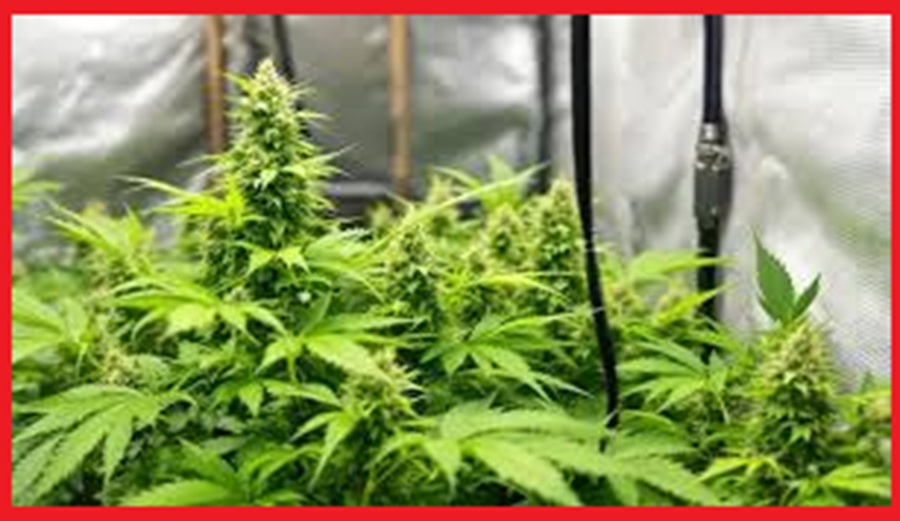 औषधीय गुणों से युक्त भांग के लिए जाना जाएगा हिमाचल, मुख्यमंत्री की ‘ग्रीन टू गोल्ड’ पहल से किसानों की बढ़ेगी आमदनी