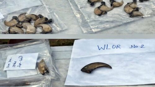 शिमला के रोहड़ू में वन विभाग ने आभूषण दुकानों पर की छापेमारी, तेंदुए के 86  नाखून और 6 दांत बरामद