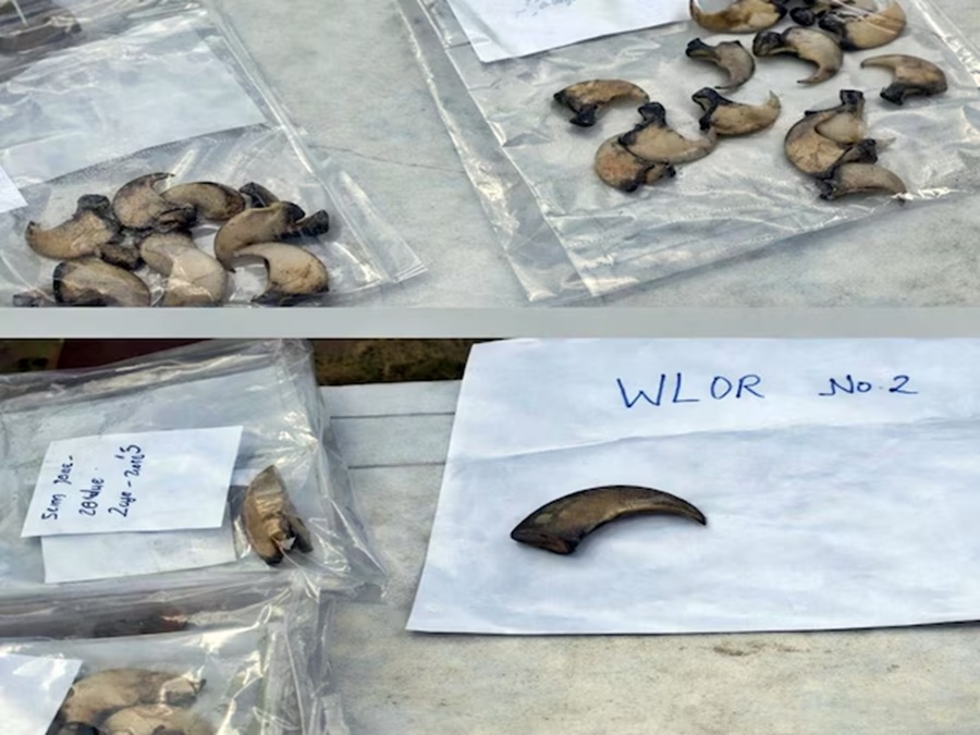 शिमला के रोहड़ू में वन विभाग ने आभूषण दुकानों पर की छापेमारी, तेंदुए के 86  नाखून और 6 दांत बरामद
