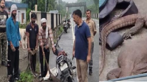 सिरमौर में ‘मॉनिटर लिजर्ड’ के अवैध शिकार का भंडाफोड़, 3 शिकारी गिरफ्तार