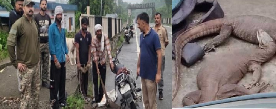 सिरमौर में ‘मॉनिटर लिजर्ड’ के अवैध शिकार का भंडाफोड़, 3 शिकारी गिरफ्तार